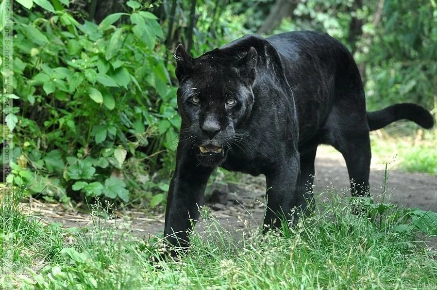 Jaguars DeviantArt
