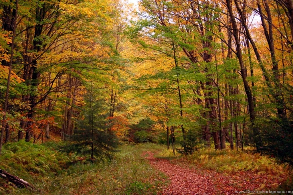 Autumn Leaves Foliage Hiking Trail Desktop Wallpapers Your HD ...