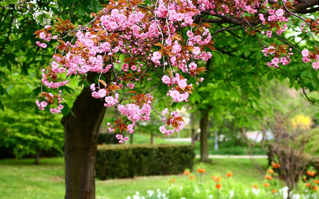 Gallery For Flowers Trees Wallpapers