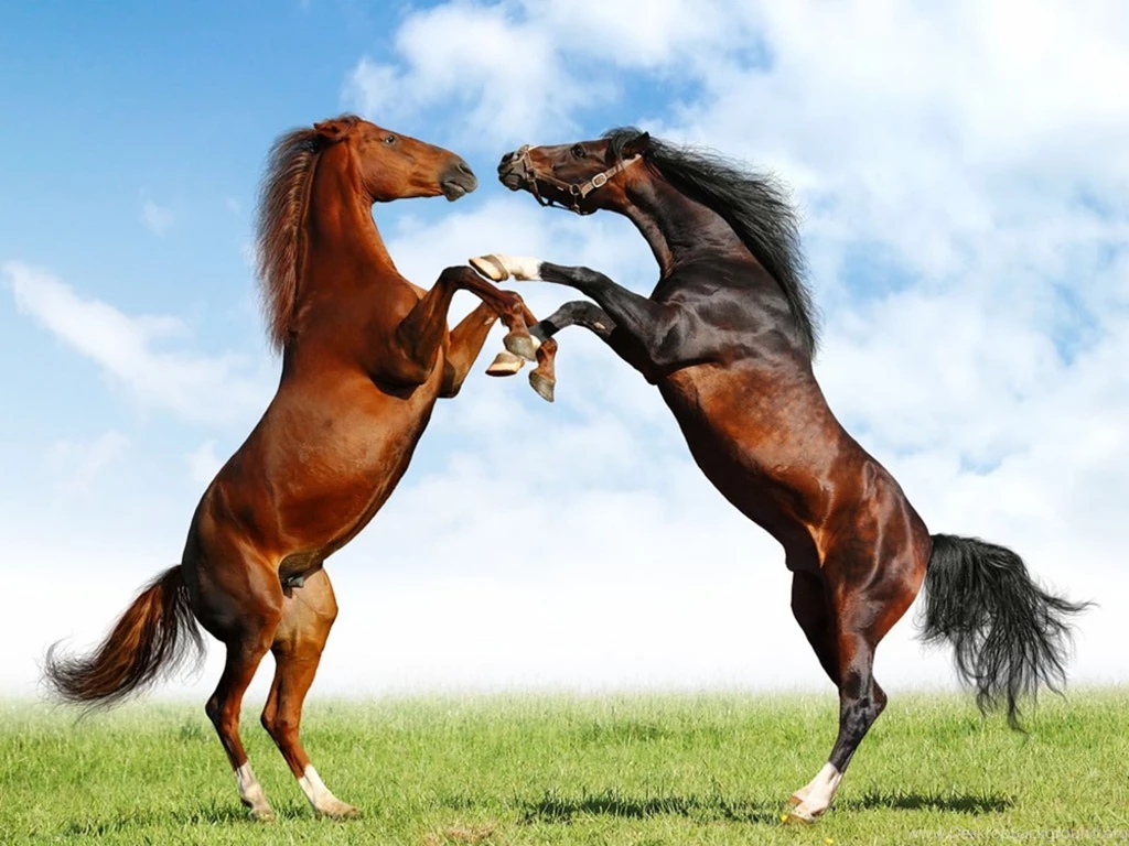 Wallpaper: Horses Wallpapers