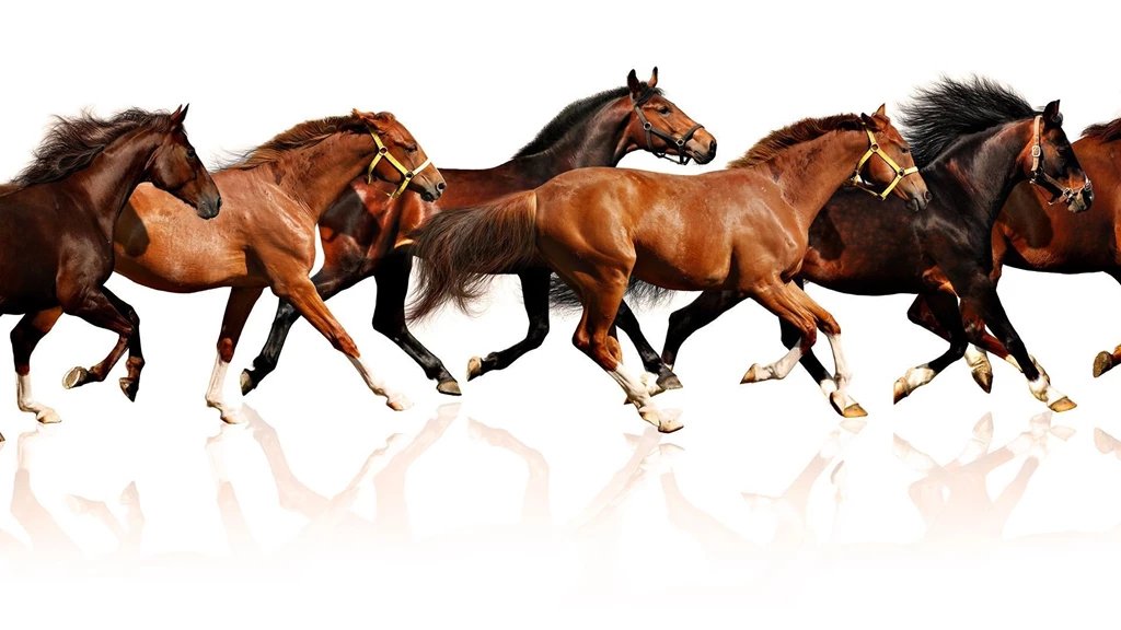 Pictures Of Running Horses Desktop Backgrounds