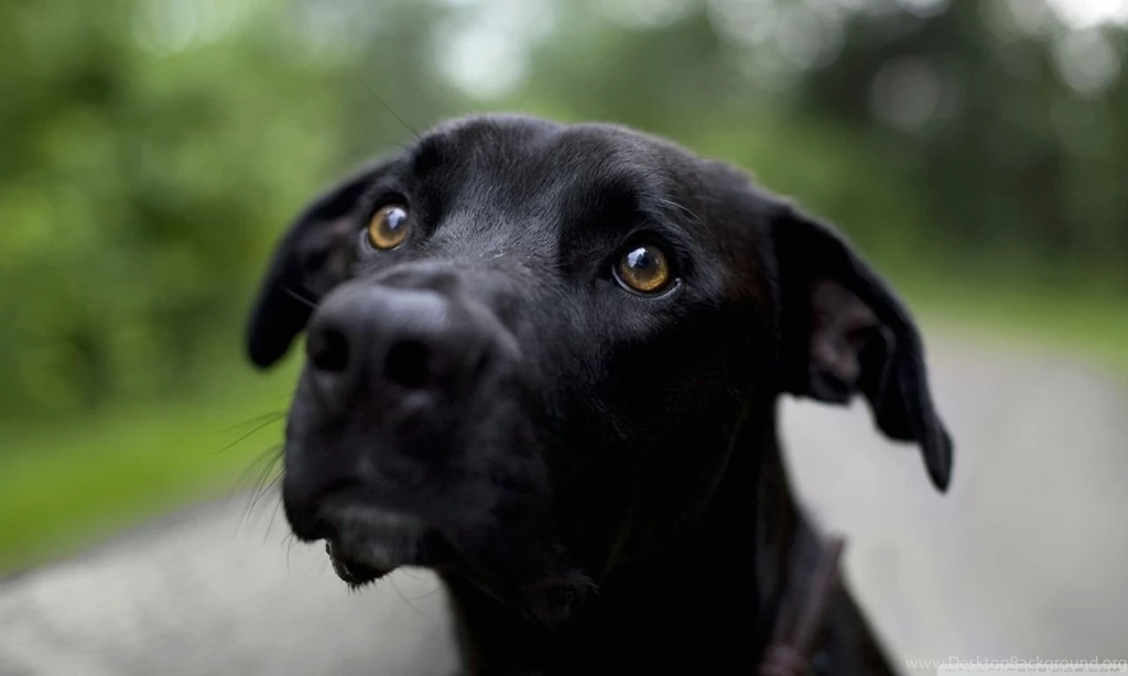 Black Labrador Retriever HD Desktop Wallpapers : High Definition ...