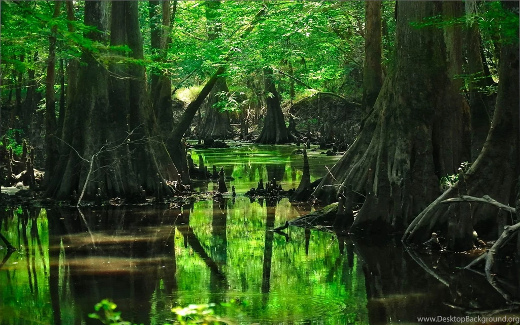 Forest Tree Swamp Wallpapers