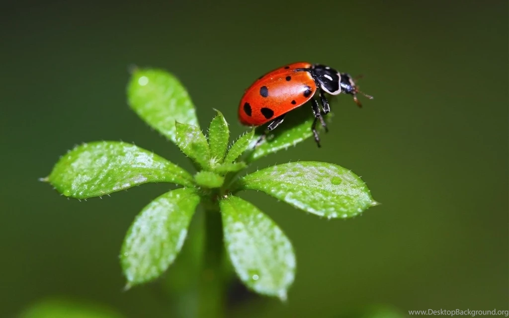 Ladybug Wallpaper Images