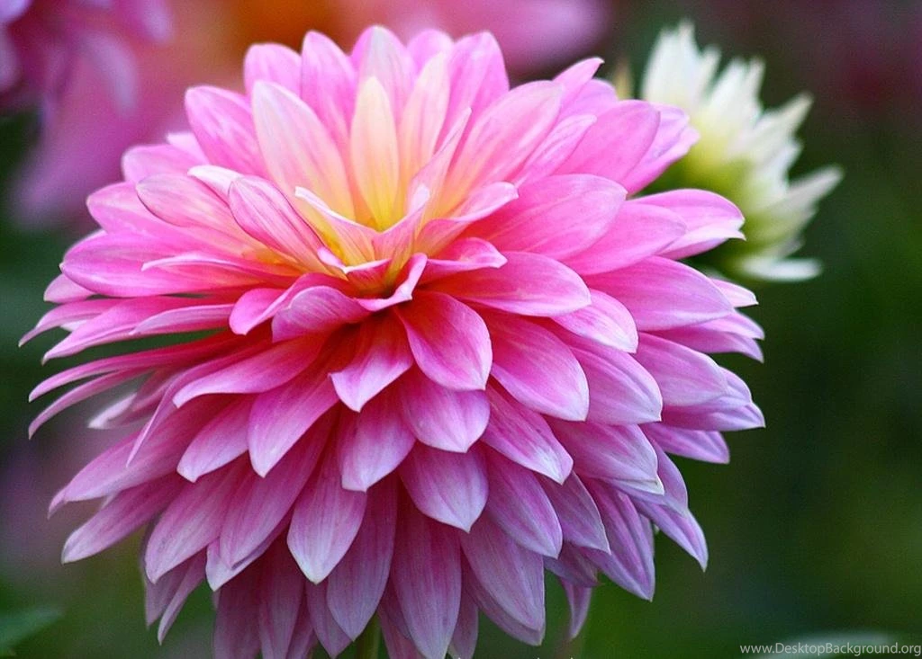 Chrysanthemum wallpaper.jpg