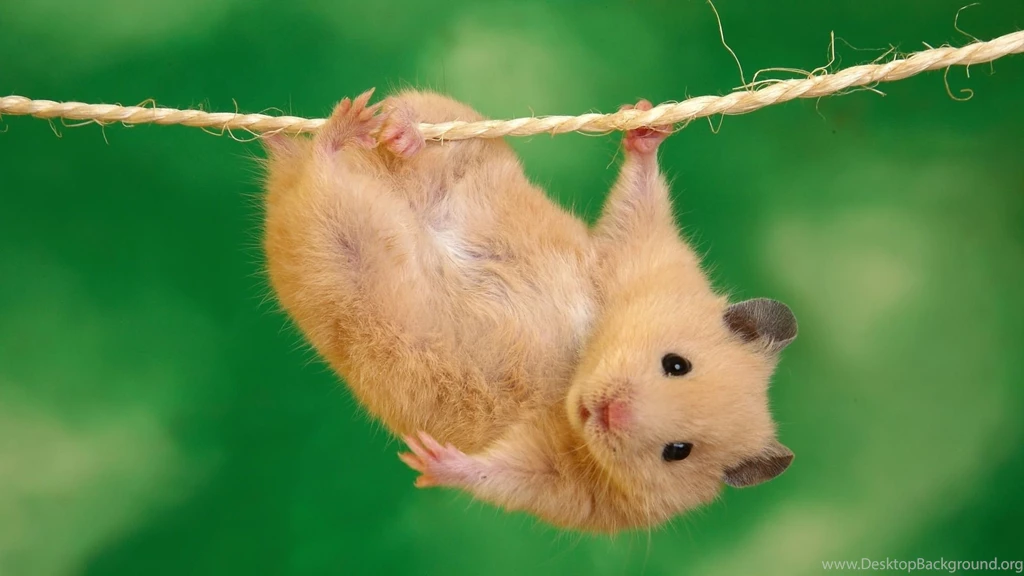 Cute Animal HD Wallpapers