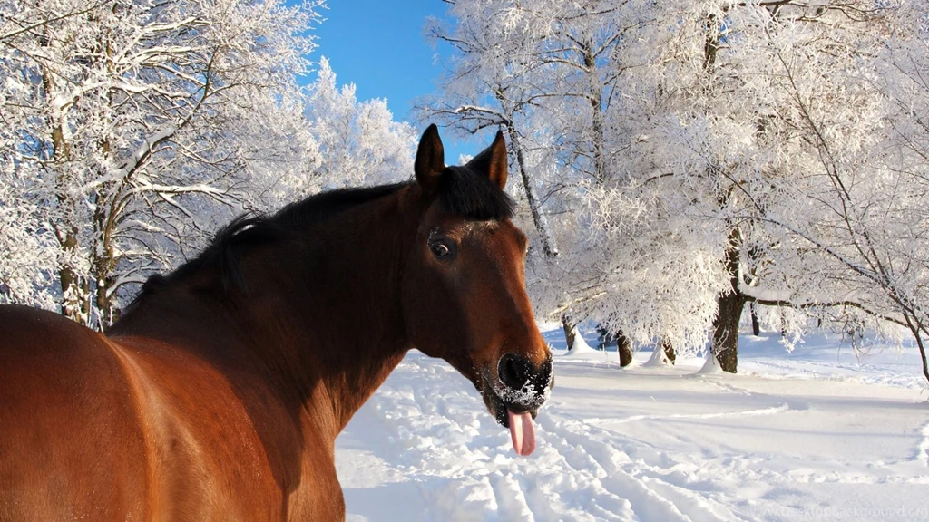 Download Wallpapers 1920x1080 Horse, Face, Snow, Tongue, Winter ...