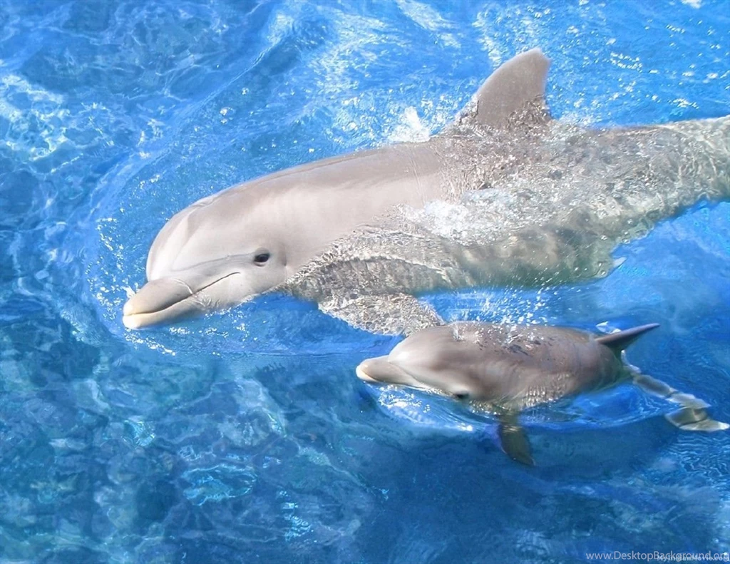 Dolphin Hd Wallpapers Pictures 16
