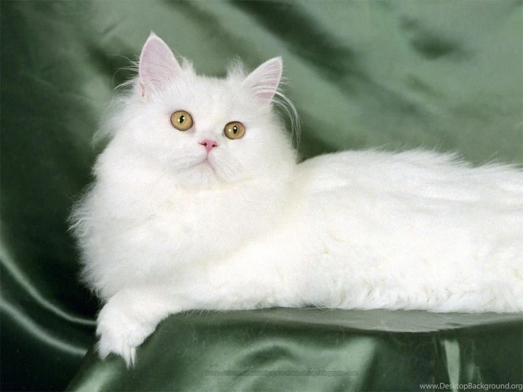 Cute Cat Wallpapers Free Download