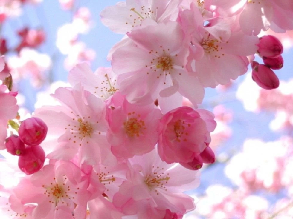 Attractive Simple Spring Flowers Pretty 980×734