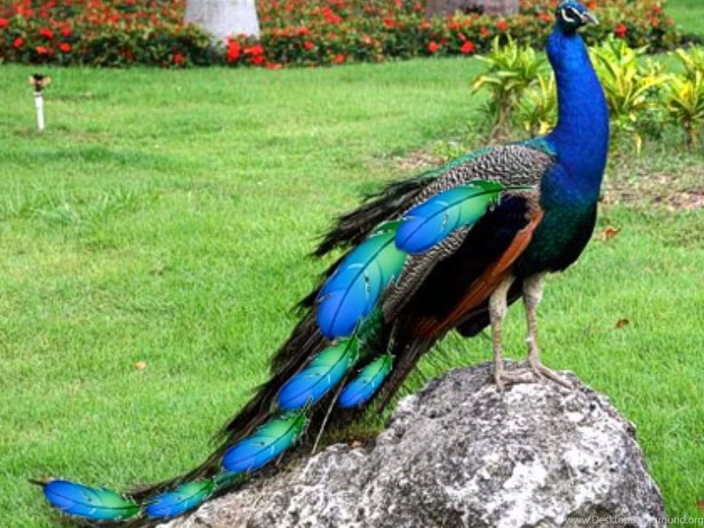 Nice Peacock Images Free Download ~ Allfreshwallpapers