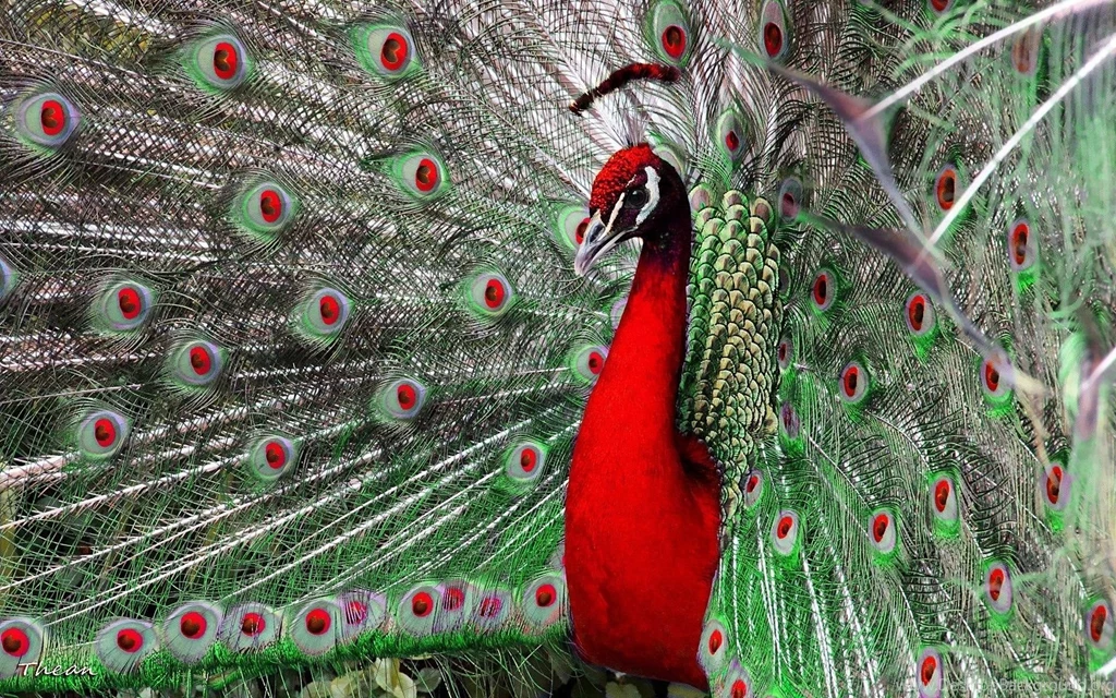 Beautiful Peacock Colorful Wallpapers Download High Quality