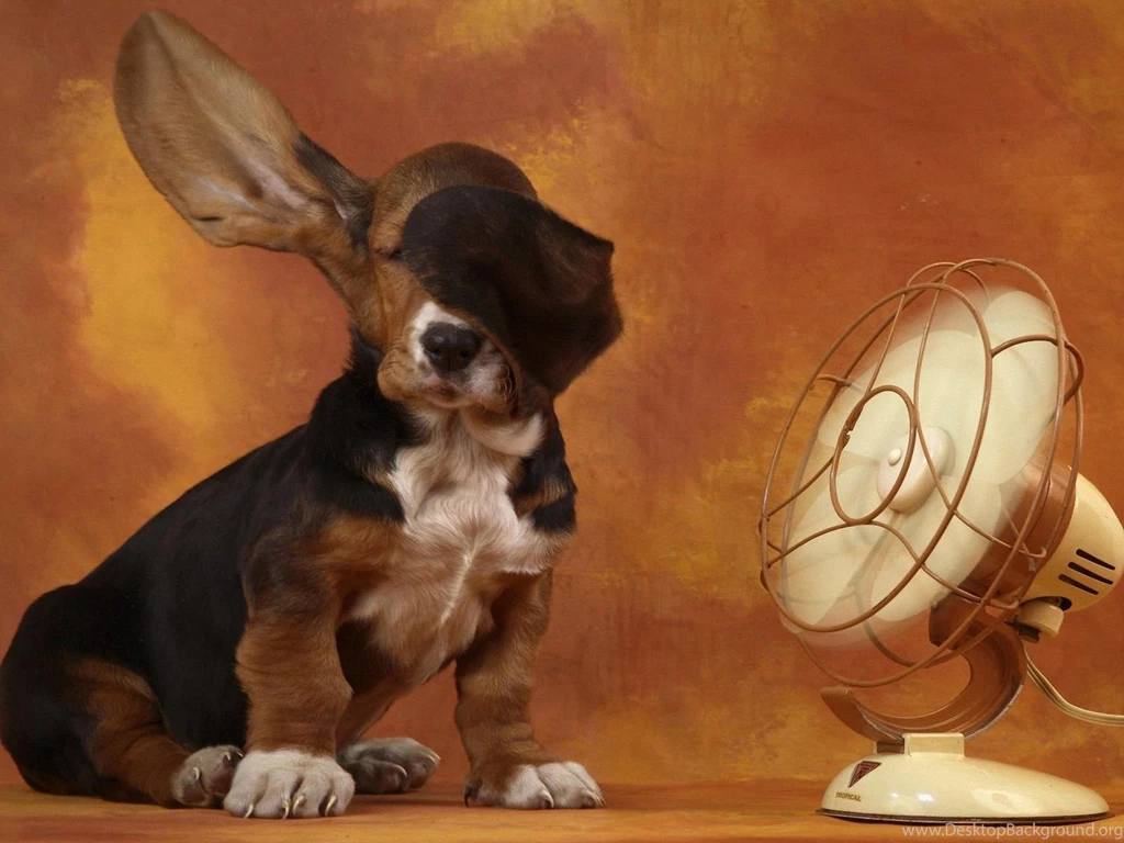 Funny Dog Wallpapers Wallpapers,Other Wallpapers & Pictures Free ...