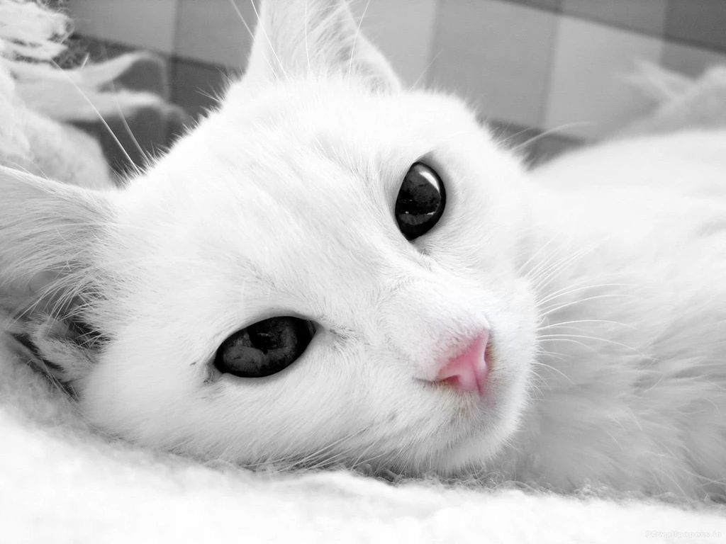 White Cat Wallpapers Wallpapers Cave