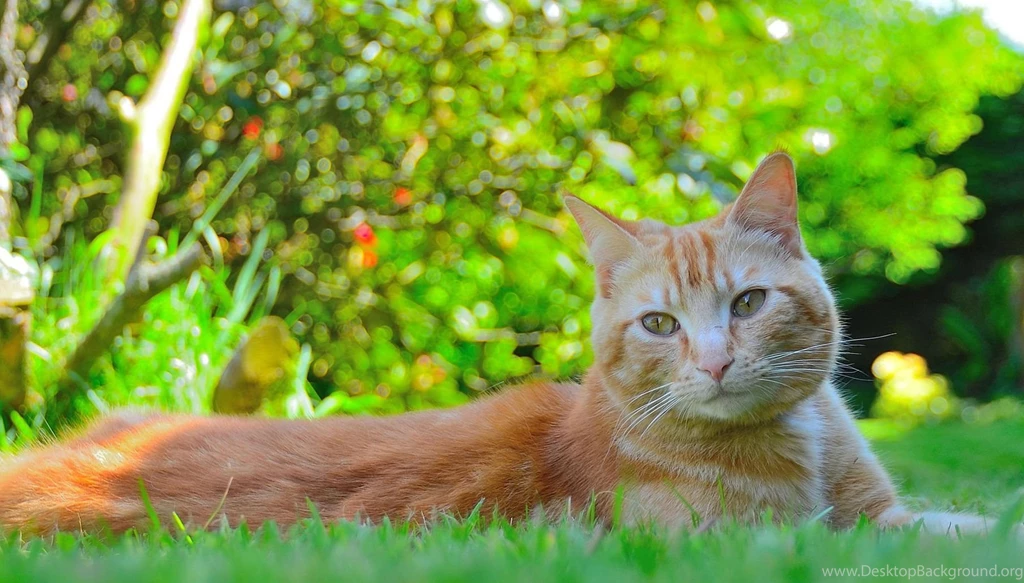 Hd Cat Wallpapers, Free Cat Images, Animals, Pets, Pussycats, Cat ...