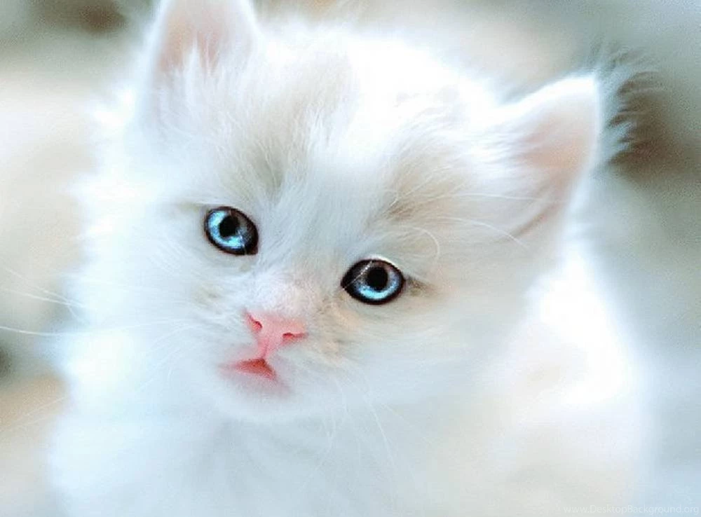 Free Cat Wallpapers Hd