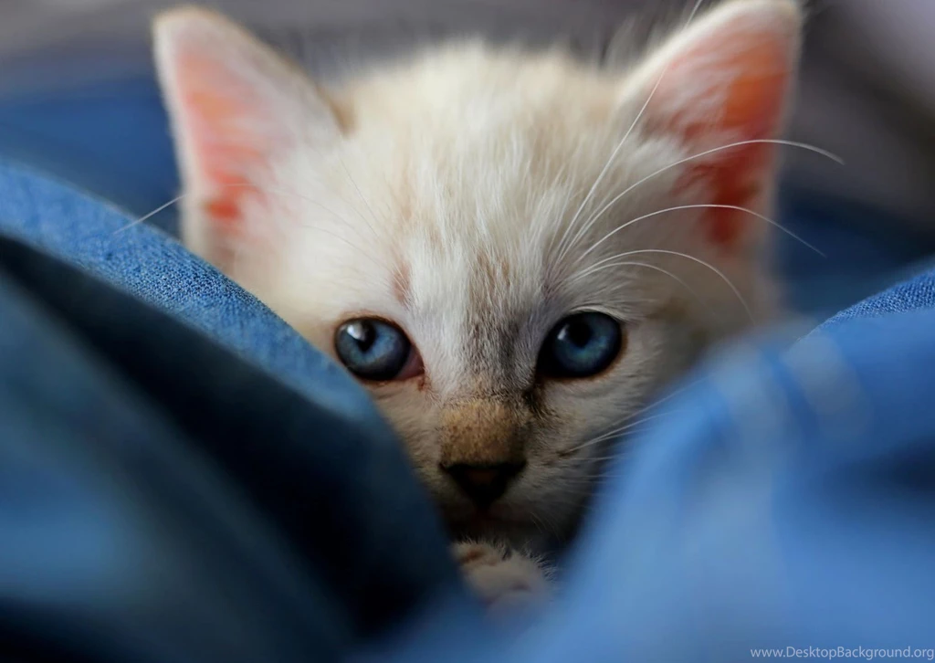 Hd Cat Wallpapers, Kitten Images, Free Cat Images, Claw, Hairy ...
