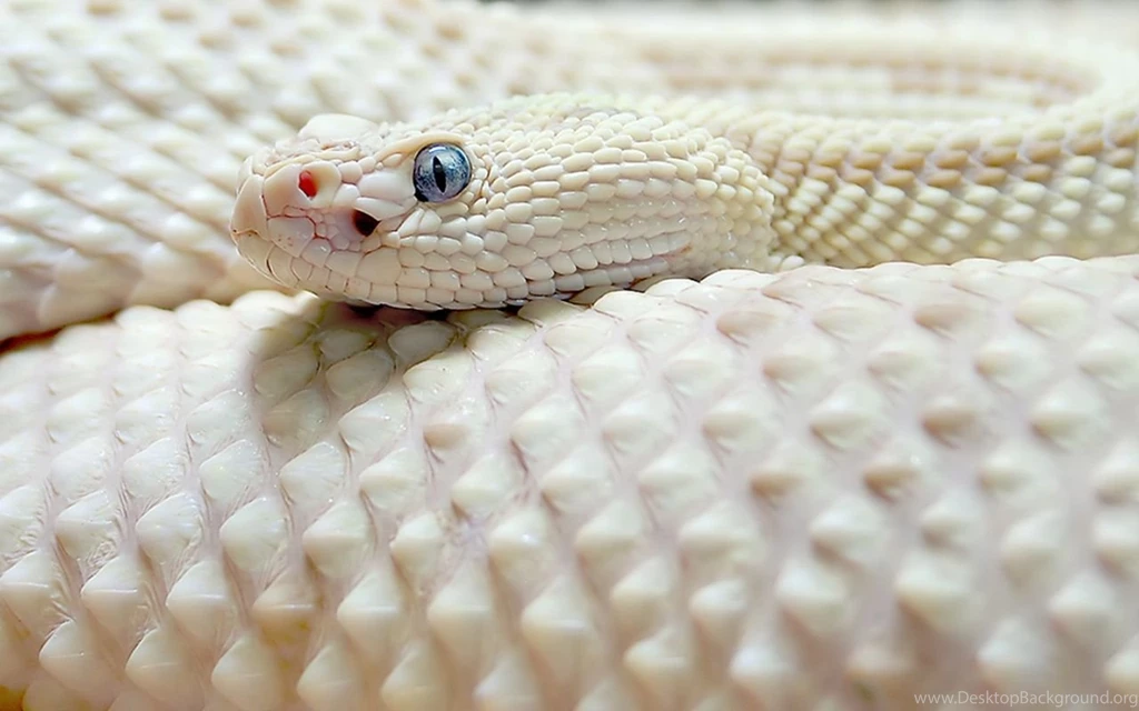 Download Snake Wallpapers Desktop