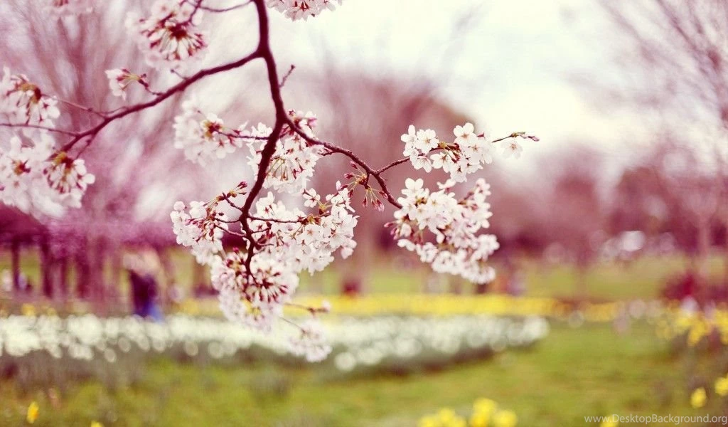 Spring Wallpapers Nature GH8