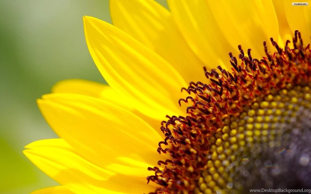 Sunflower Desktop Wallpapers Free Wallpapers Cave