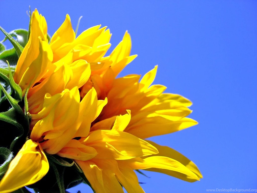 Sunflower Desktop Background,best Hd Background_High Definition ...