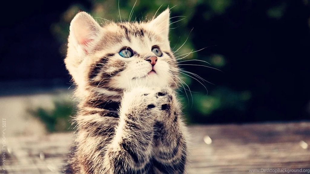 Cute Cat Backgrounds Wallpapers Cave