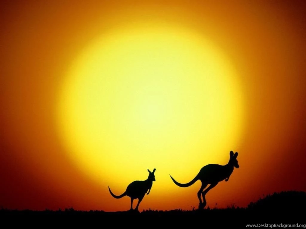 Jumping Kangaroos In Sunset Backgrounds 1024x768 For 17 inch ...
