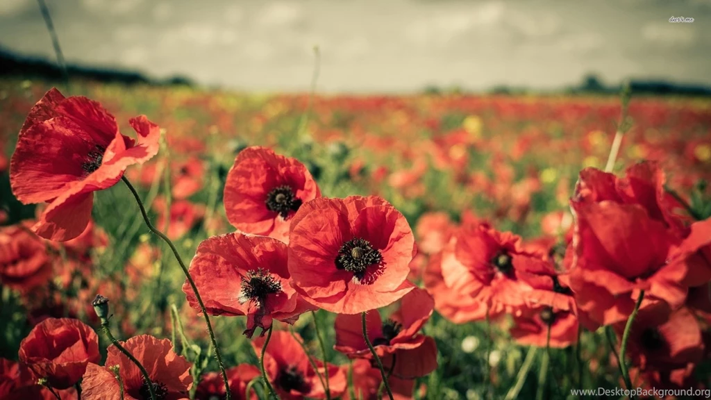 Poppies Wallpapers Flower Wallpapers