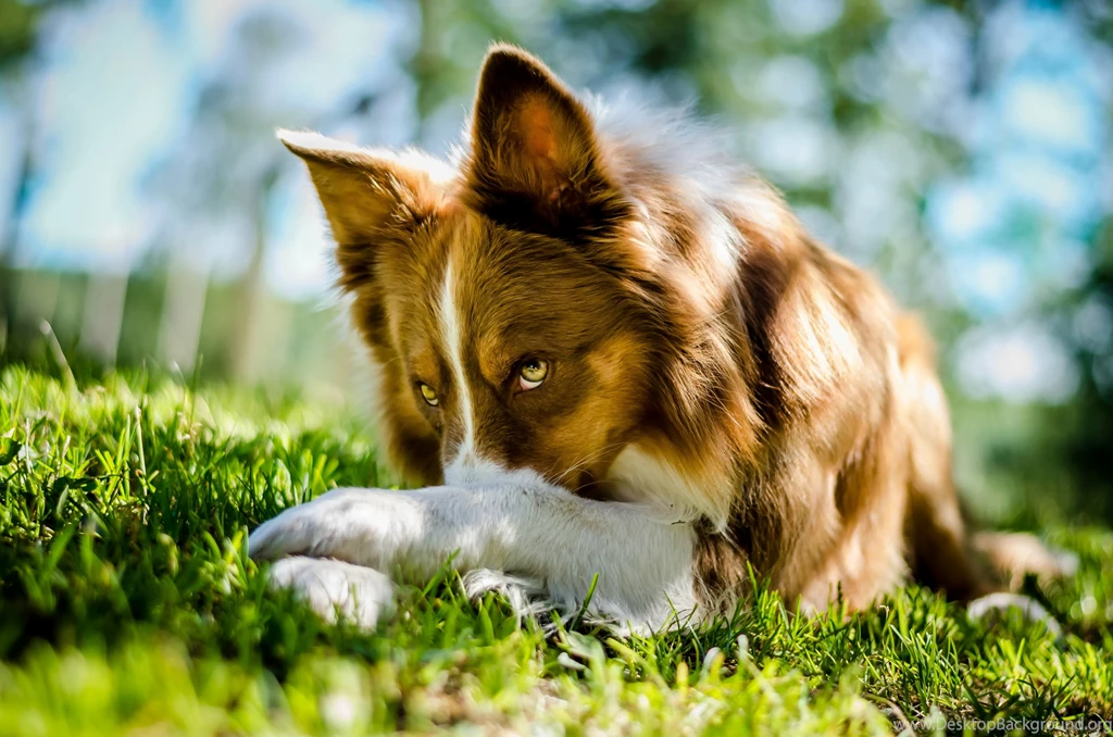 Border Collie Wallpapers
