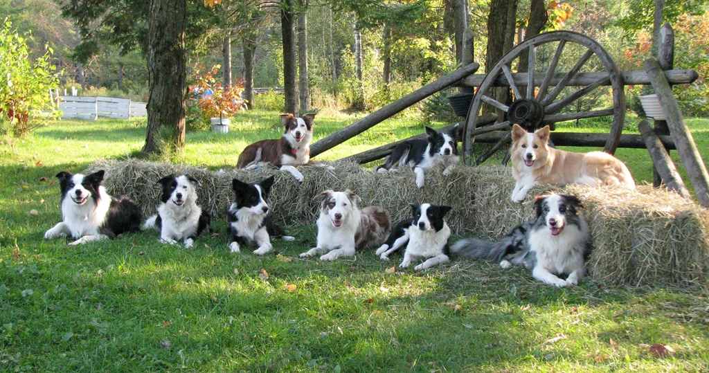 Family Of Dogs Border Collie Wallpapers And Images Wallpapers ...