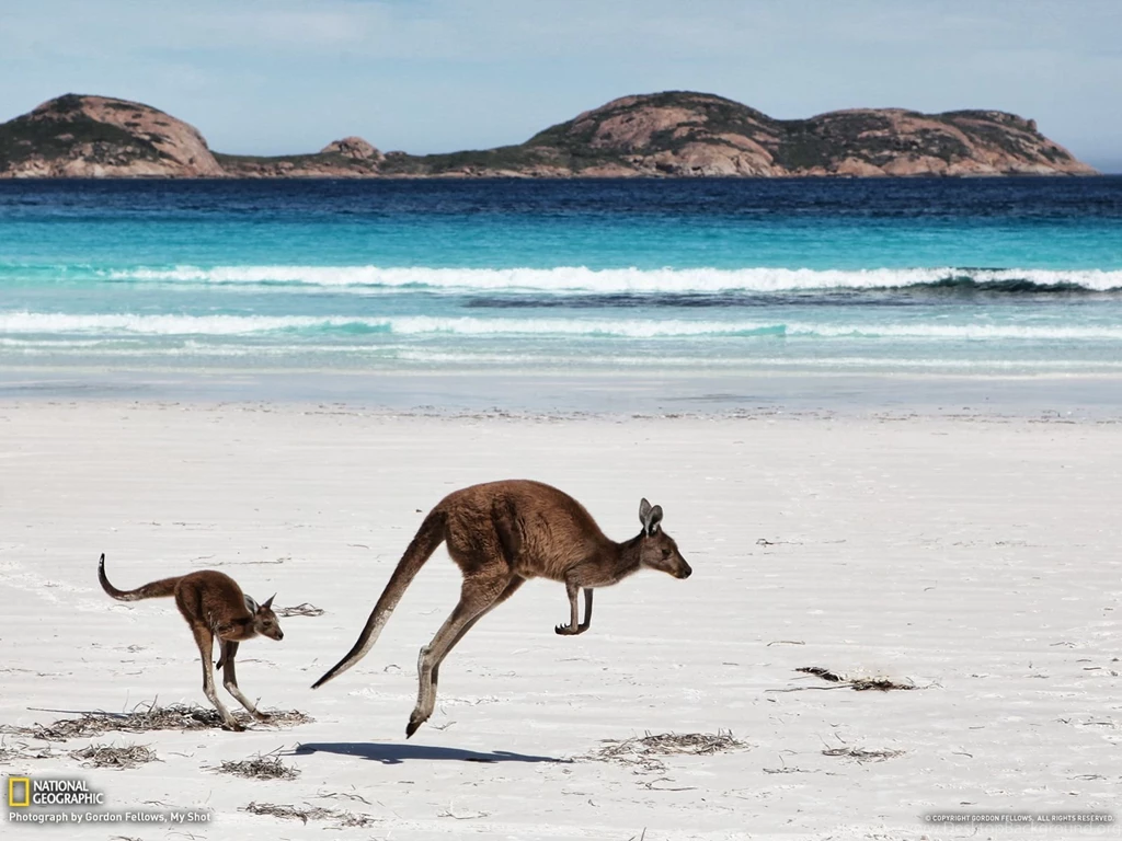 Kangaroo Picture Animal Wallpapers National Geographic Photo ...