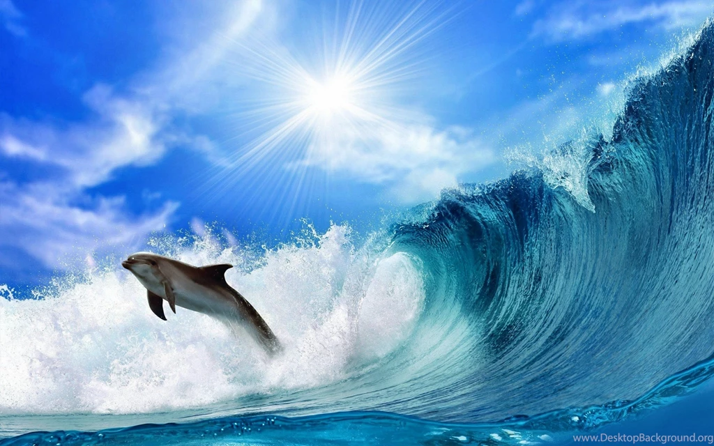 Dolphin Wallpapers