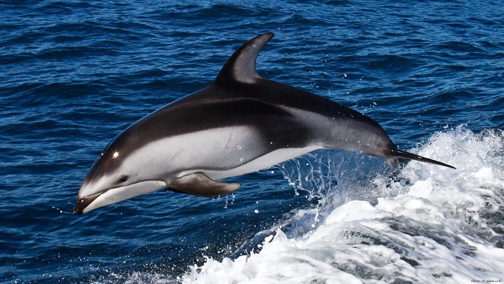 Dolphins: Dolphin Oceans Blue Animals Mammals Wave Sea Wallpapers ...