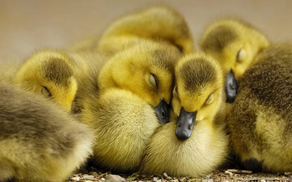 Duckling Wallpapers Wallpapers Cave