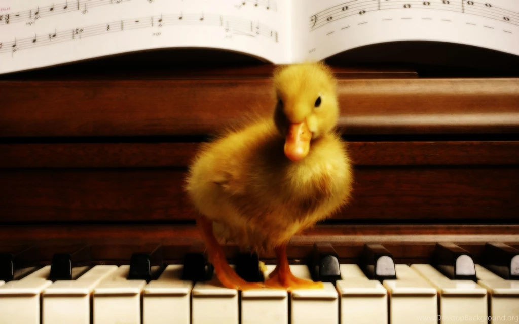 Baby Cute Animals