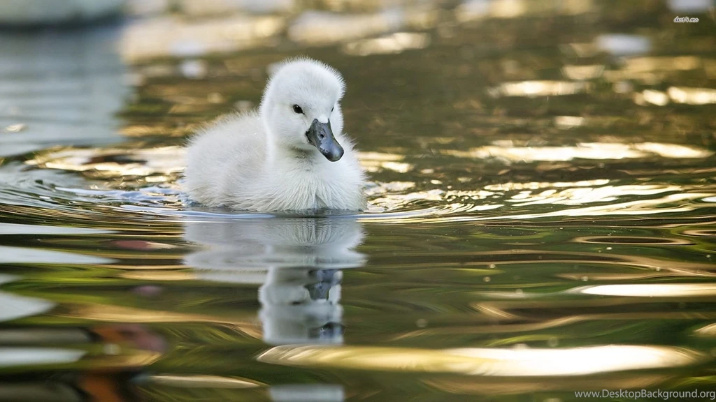 White Duckling Wallpapers Animal Wallpapers