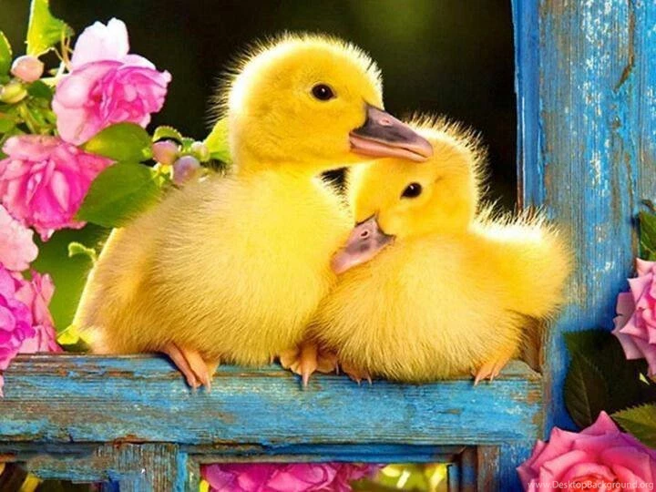 Duckling With Easter Eggs Wallpaper 6.jpg