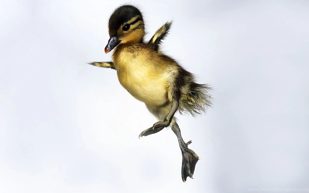 Collections That Include: Ducklings Duckling Photography ...