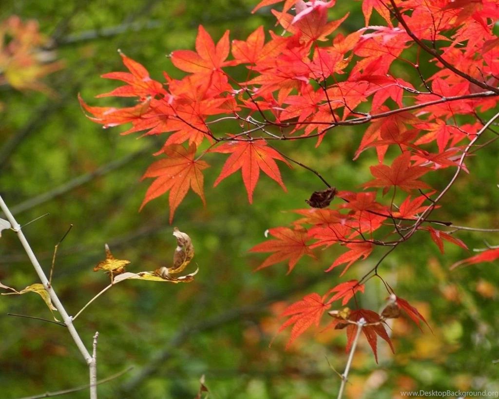 Nature Computer Wallpapers Widescreen HD Wallpapers