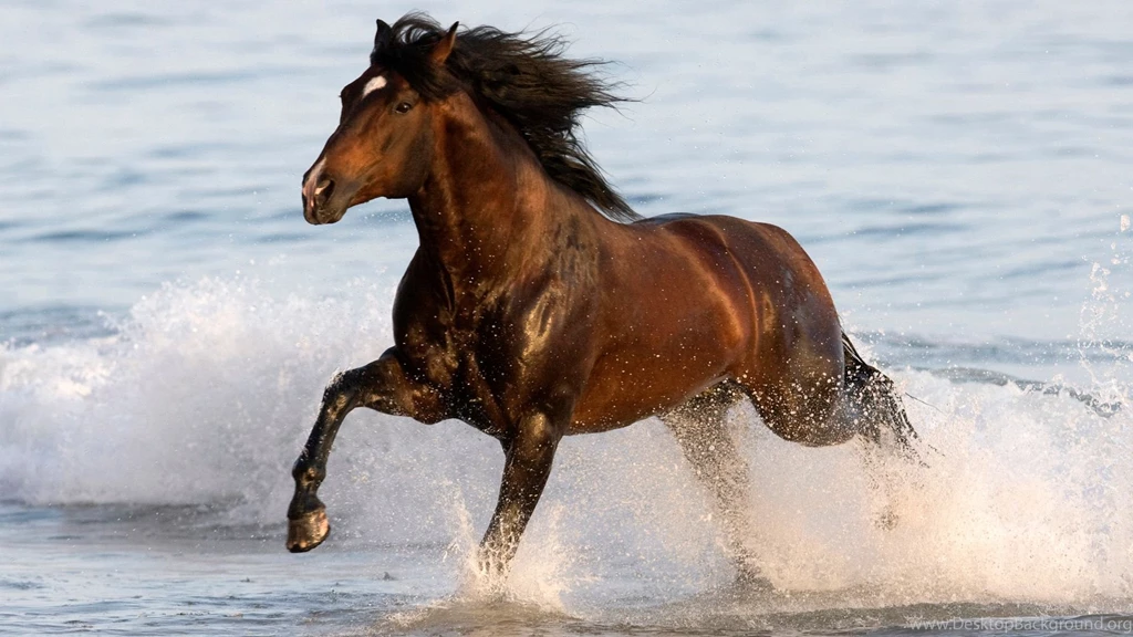 Andalusian Horse Desktop Wallpapers , New Wallpapers, New Wallpapers