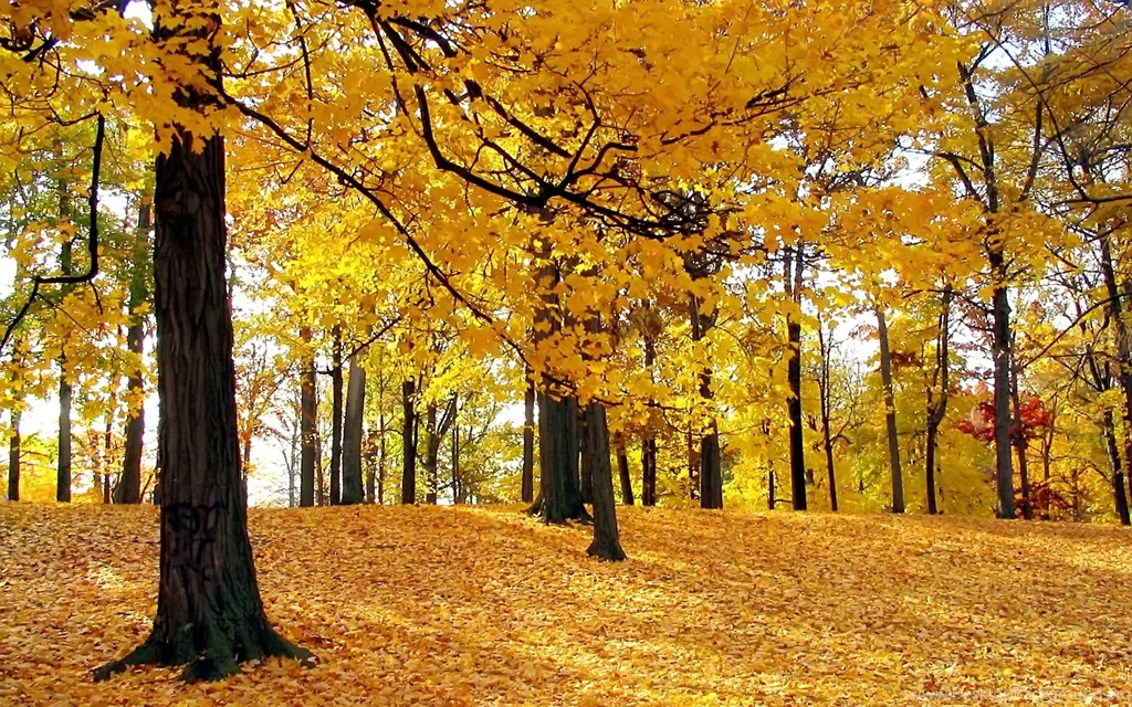 Nature Trees Wallpapers
