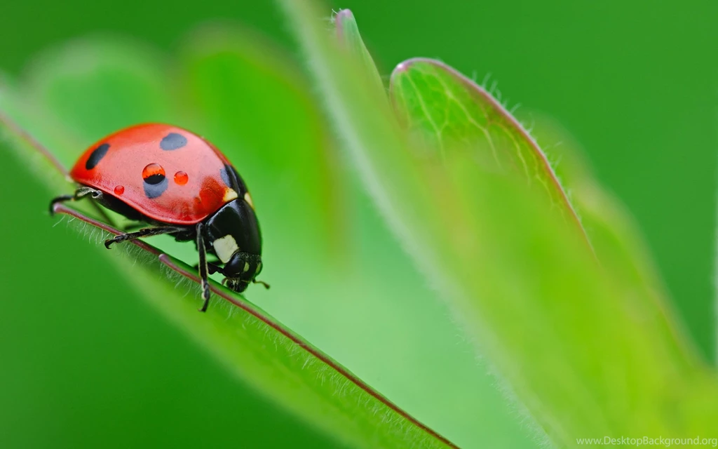 Ladybug Wallpapers Beetle Insect Flower Cornflower Blue Hd ...