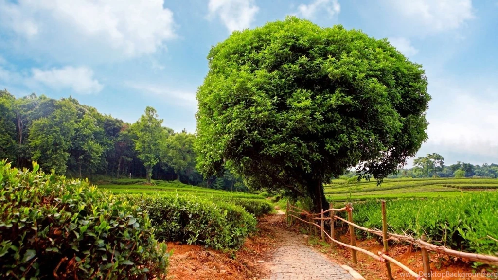 1366x768 Green Landscape Wallpapers