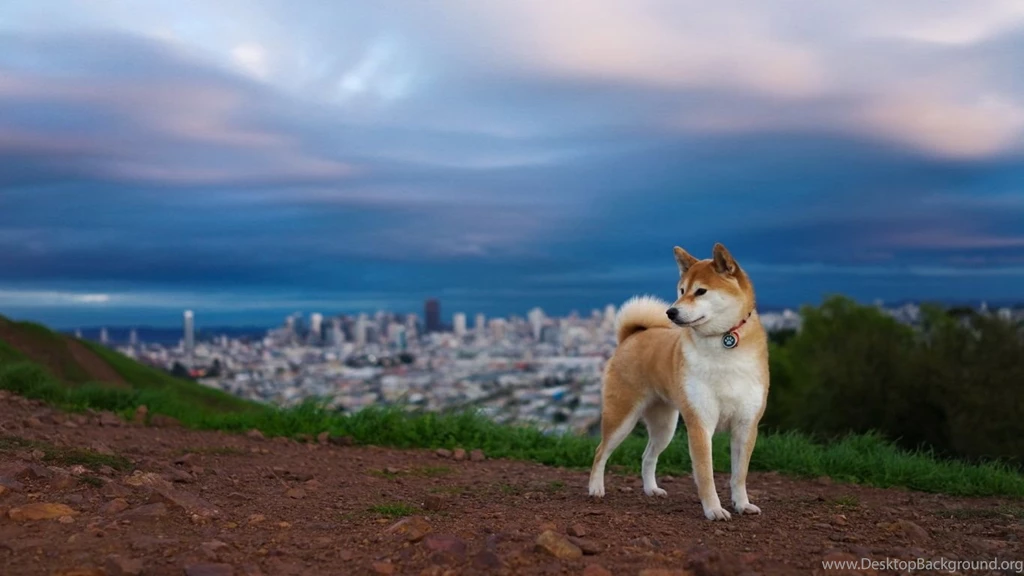 1366x768 Husky Landscape Wallpapers