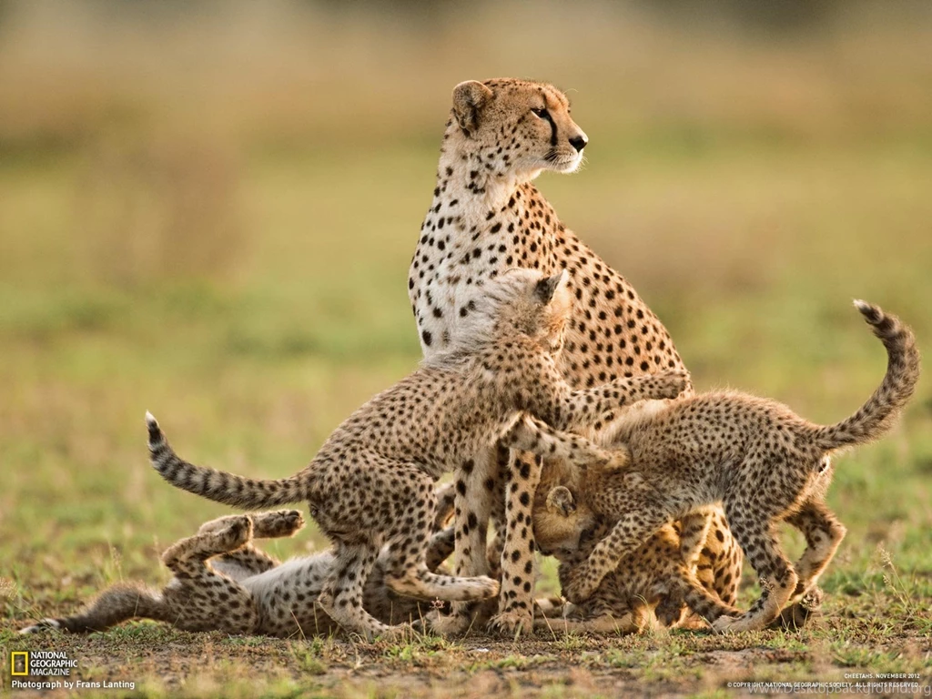 Cheetah Picture Animal Wallpapers National Geographic Photo ...