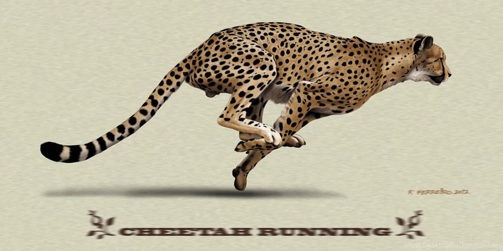 Cheetah HD Desktop Wallpapers