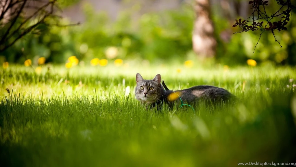 Download Wallpapers 1920x1080 Cat, Grass, Tree, Shadow, Lie, Hide ...