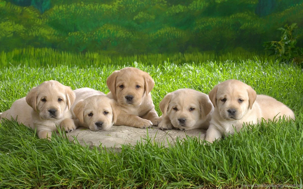 17638) Baby Animal Computer Wallpapers Attachment WalOps.com