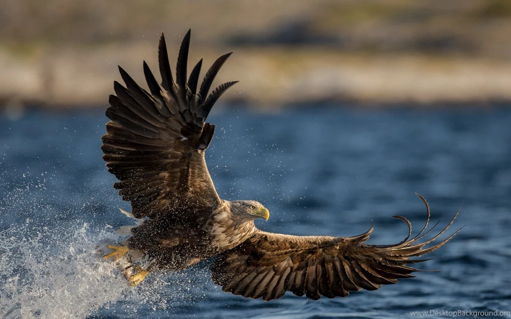 Eagle Wings Of Flying Eagle Wallpapers HD Download Desktop