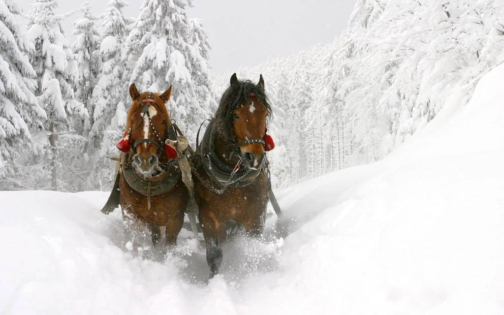 Animal Wallpapers: Horses In Snow